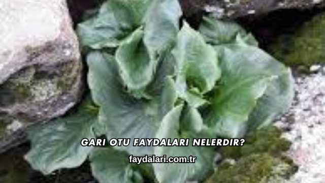 Gari Otu Faydaları Nelerdir?