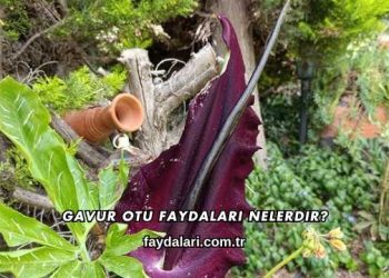Gavur Otu Faydaları Nelerdir?