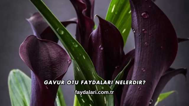 Gavur Otu Faydaları Nelerdir?