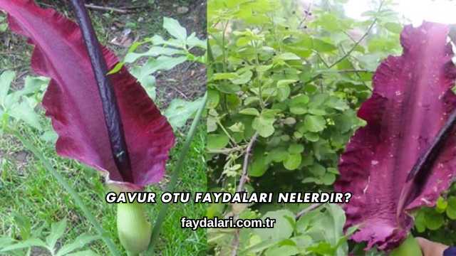 Gavur Otu Faydaları Nelerdir?