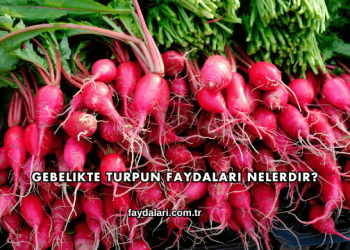 Gebelikte Turpun Faydaları Nelerdir?