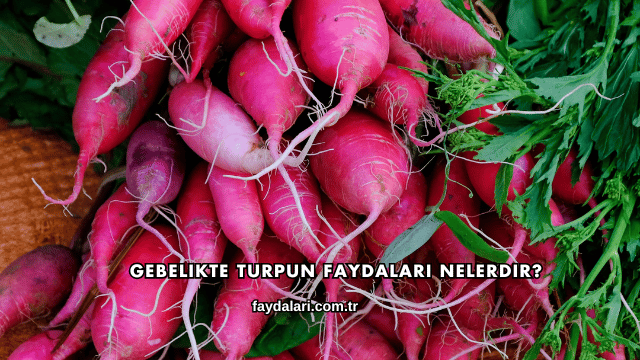 Gebelikte Turpun Faydaları Nelerdir?