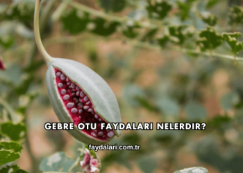 Gebre Otu Faydaları Nelerdir?