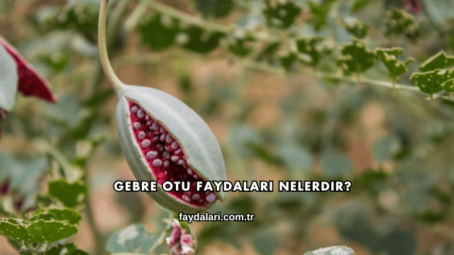 Gebre Otu Faydaları Nelerdir?