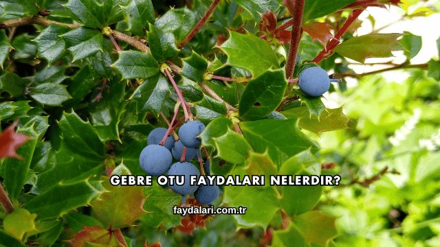 Gebre Otu Faydaları Nelerdir?