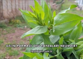 Gelin Parmağı Otu Faydaları Nelerdir?
