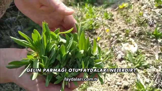 Gelin Parmağı Otu Faydaları Nelerdir?