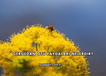 Gergedan Otu Faydaları Nelerdir?