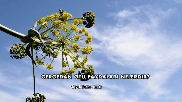 Gergedan Otu Faydaları Nelerdir?