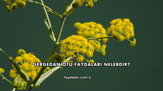 Gergedan Otu Faydaları Nelerdir?