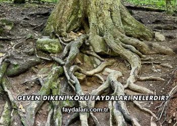 Geven Dikeni Kökü Faydaları Nelerdir?
