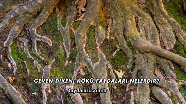 Geven Dikeni Kökü Faydaları Nelerdir?