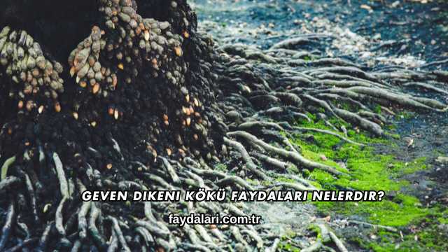 Geven Dikeni Kökü Faydaları Nelerdir?