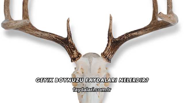 Geyik Boynuzu Faydaları Nelerdir?