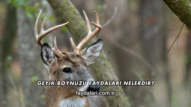 Geyik Boynuzu Faydaları Nelerdir?