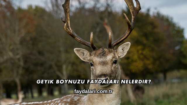 Geyik Boynuzu Faydaları Nelerdir?