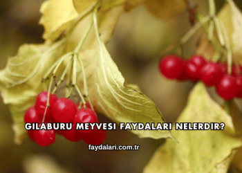 Gilaburu Meyvesi Faydaları Nelerdir?