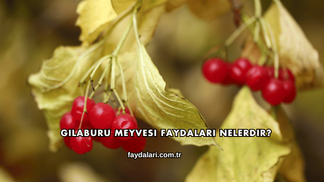 Gilaburu Meyvesi Faydaları Nelerdir?