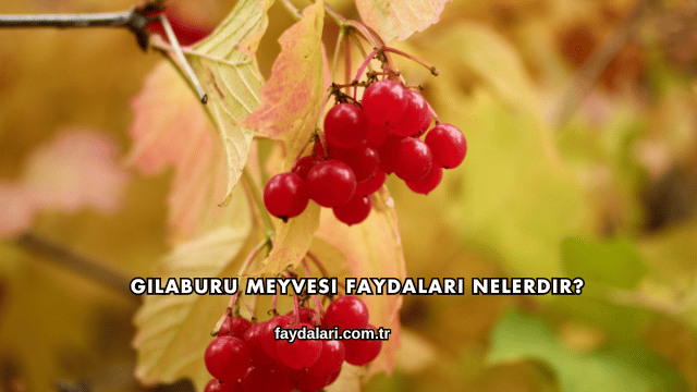 Gilaburu Meyvesi Faydaları Nelerdir?