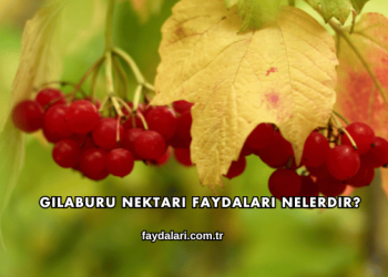Gilaburu Nektarı Faydaları Nelerdir?