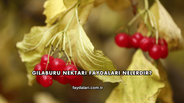 Gilaburu Nektarı Faydaları Nelerdir?