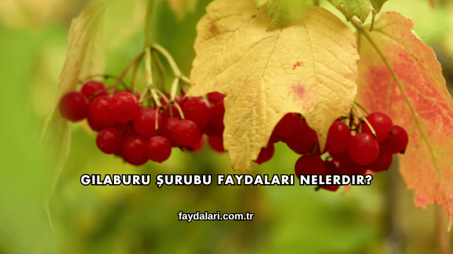 Gilaburu Şurubu Faydaları Nelerdir?