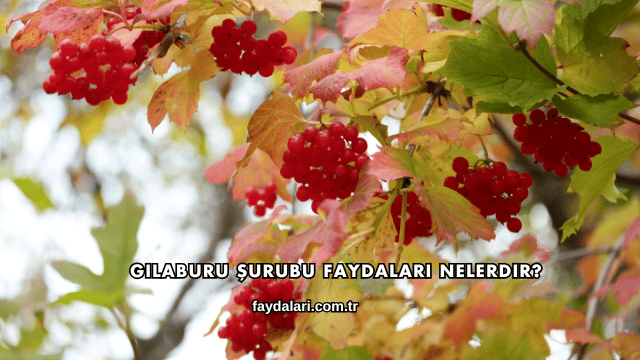 Gilaburu Şurubu Faydaları Nelerdir?