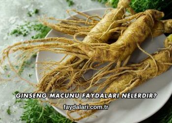Ginseng Macunu Faydaları Nelerdir?