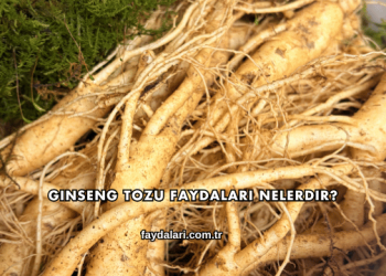 Ginseng Tozu Faydaları Nelerdir?
