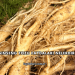 Ginseng Tozu Faydaları Nelerdir?