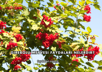 Girebolu Meyvesi Faydaları Nelerdir?