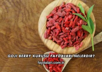 Goji Berry Kurusu Faydaları Nelerdir?