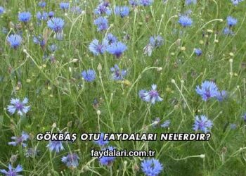 Gökbaş Otu Faydaları Nelerdir?