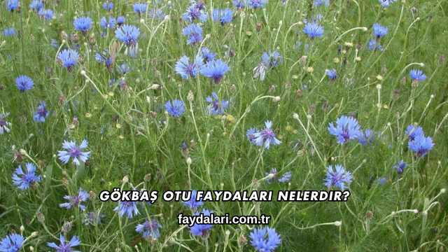 Gökbaş Otu Faydaları Nelerdir?