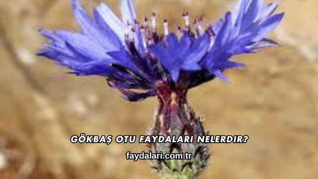 Gökbaş Otu Faydaları Nelerdir?