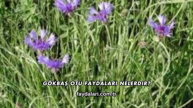 Gökbaş Otu Faydaları Nelerdir?