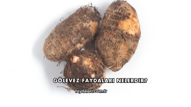 Gölevez Faydaları Nelerdir?