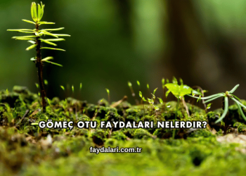 Gömeç Otu Faydaları Nelerdir?