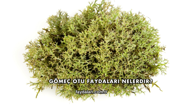 Gömeç Otu Faydaları Nelerdir?