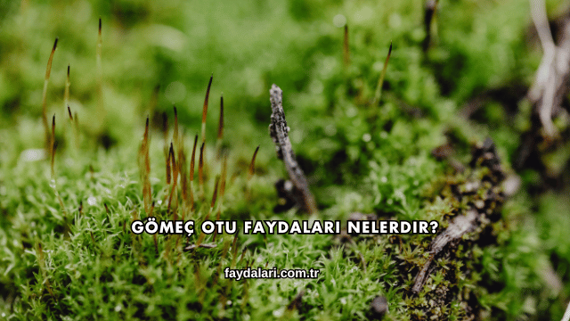 Gömeç Otu Faydaları Nelerdir?