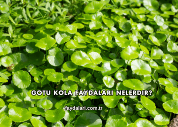 Gotu Kola Faydaları Nelerdir?