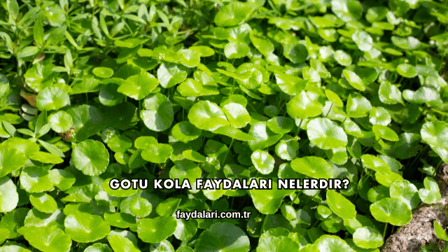 Gotu Kola Faydaları Nelerdir?
