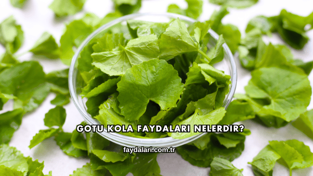 Gotu Kola Faydaları Nelerdir?
