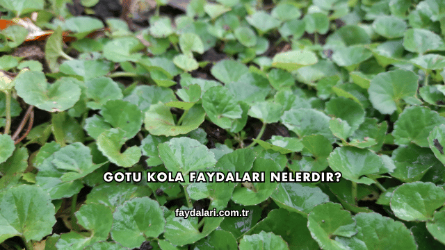 Gotu Kola Faydaları Nelerdir?