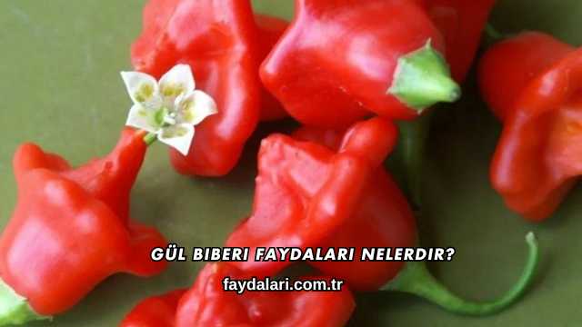 Gül Biberi Faydaları Nelerdir?