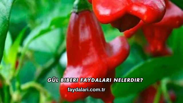 Gül Biberi Faydaları Nelerdir?