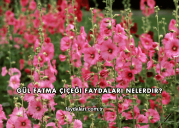 Gül Fatma Çiçeği Faydalari Nelerdir?