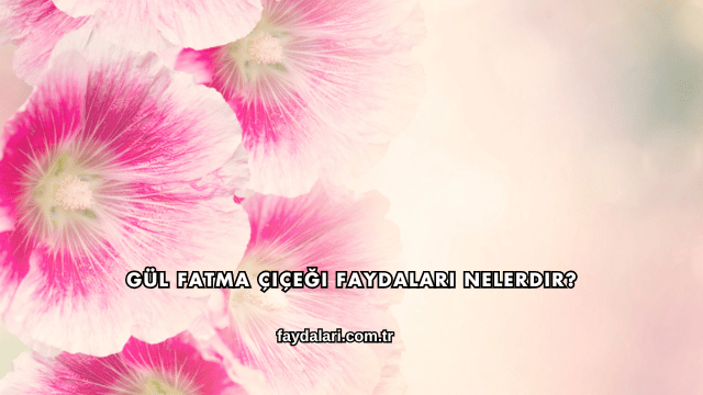 Gül Fatma Çiçeği Faydalari Nelerdir?