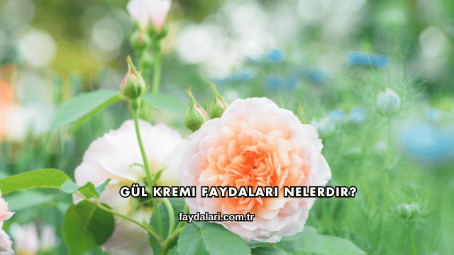 Gül Kremi Faydaları Nelerdir?