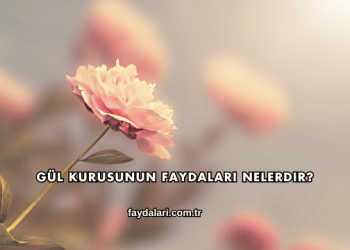 Gül Kurusunun Faydaları Nelerdir?